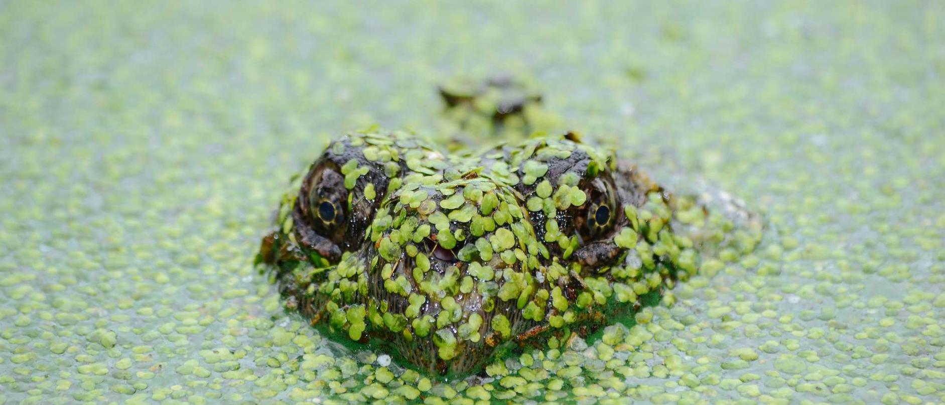 Nikke（国际服）：及时洁app详情下载教程