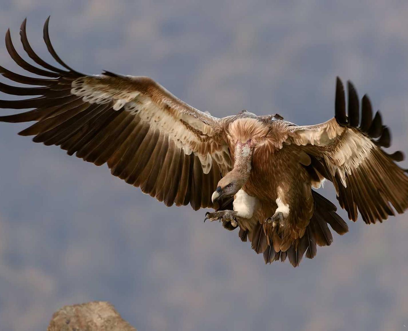 已绑卡实名账号:饿了么众包app详情下载教程