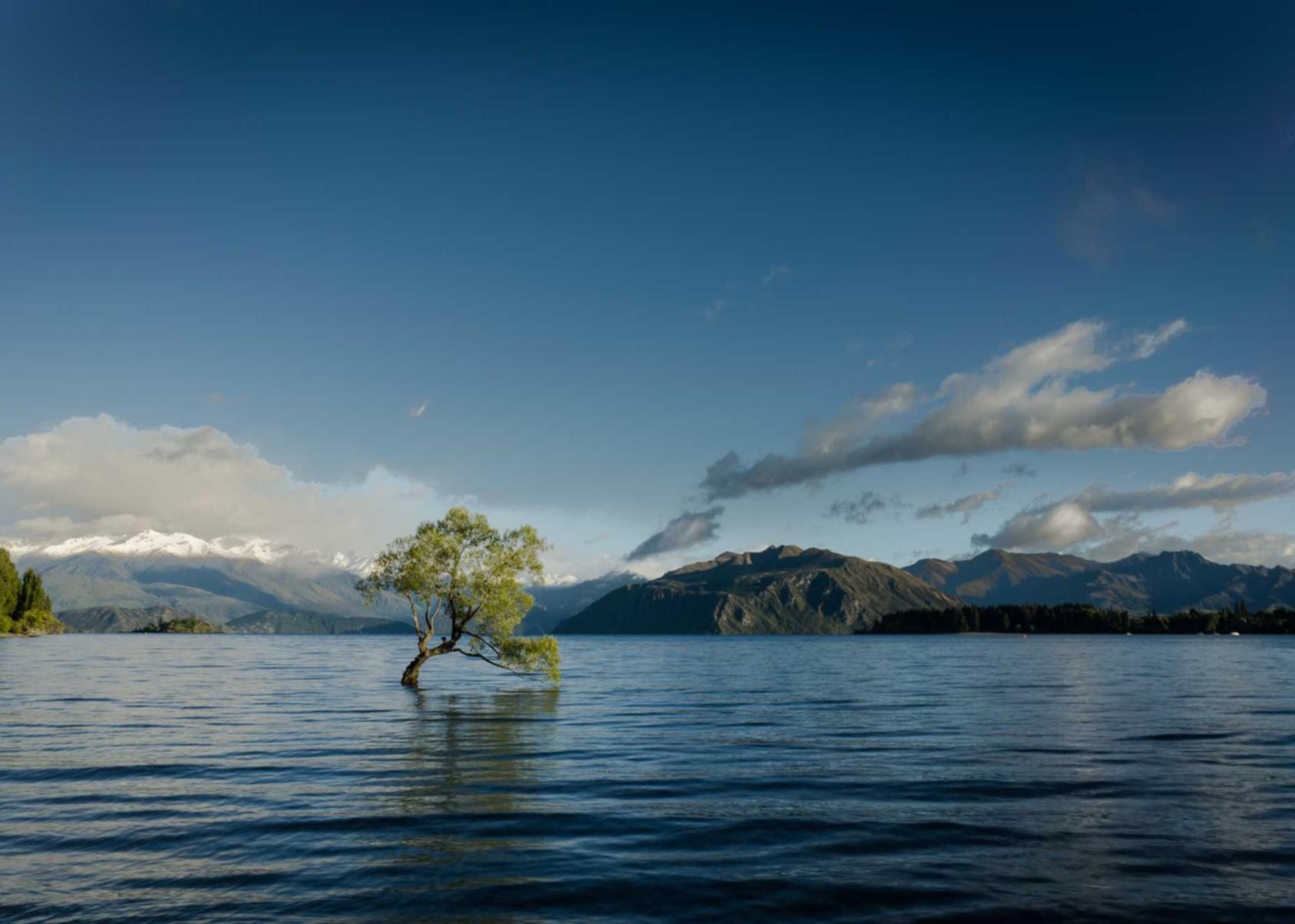 野草云实名账号：购买二手车哪些平台好点