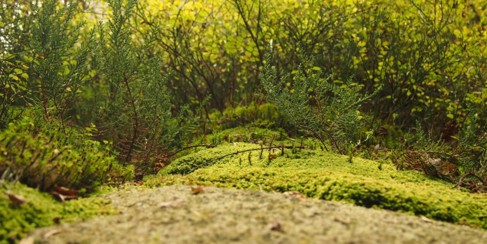 兔子ip实名账号:红酒代理注册