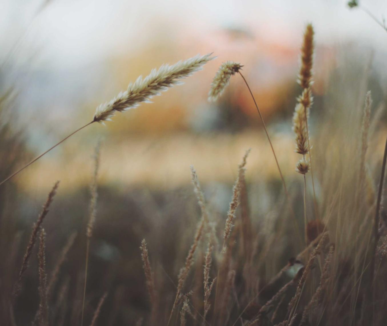 Mond梦都西瓜:广德代理注册公司