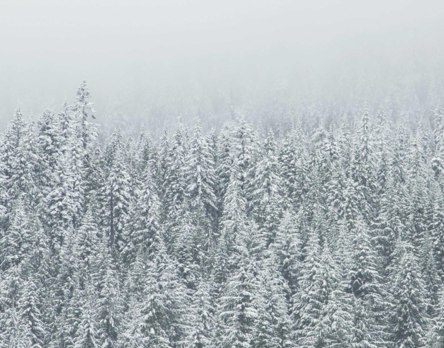 国外微信买卖:“流量卡和手机套餐哪个更划算?”