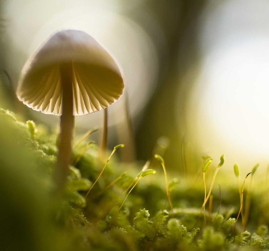 CG阔叶罗布图雪茄：农资供销平台代理