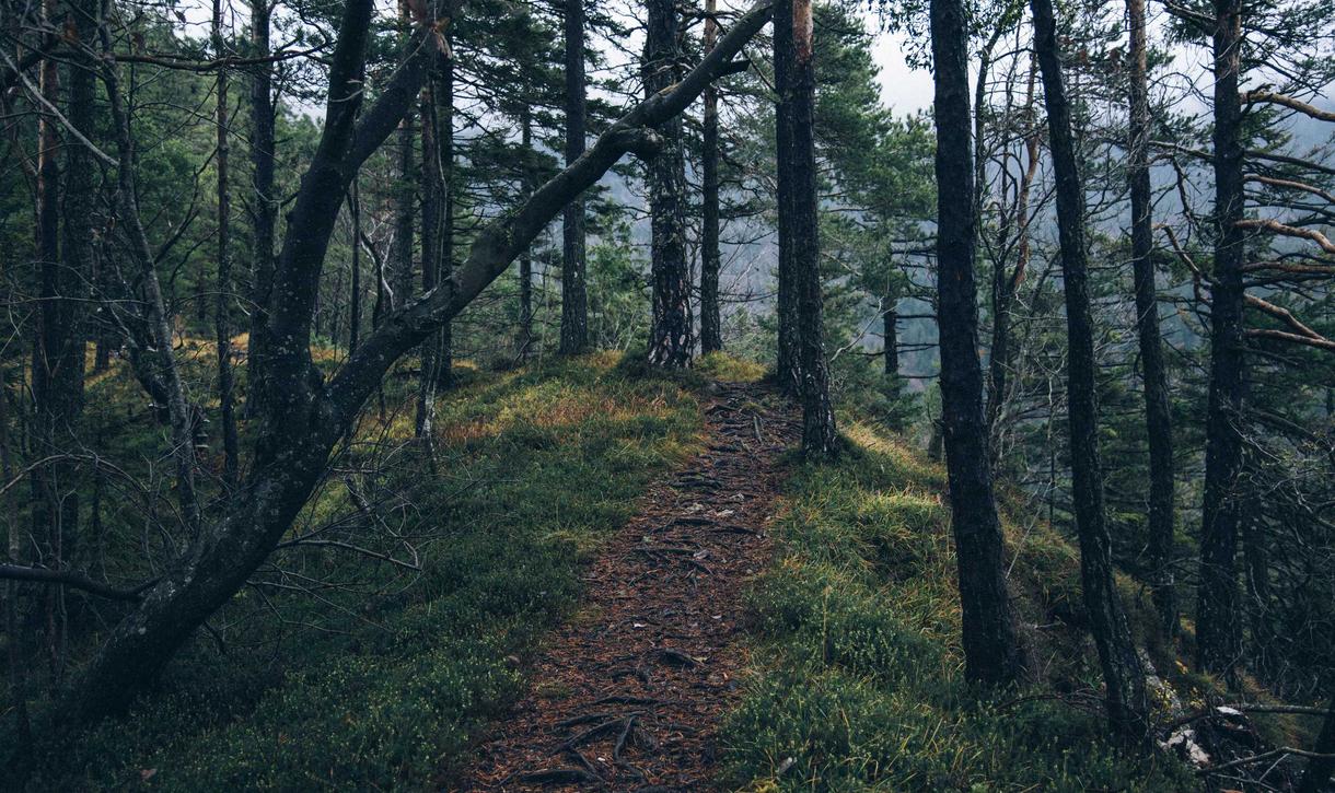 VX号交易网：猫头鹰app详情下载教程