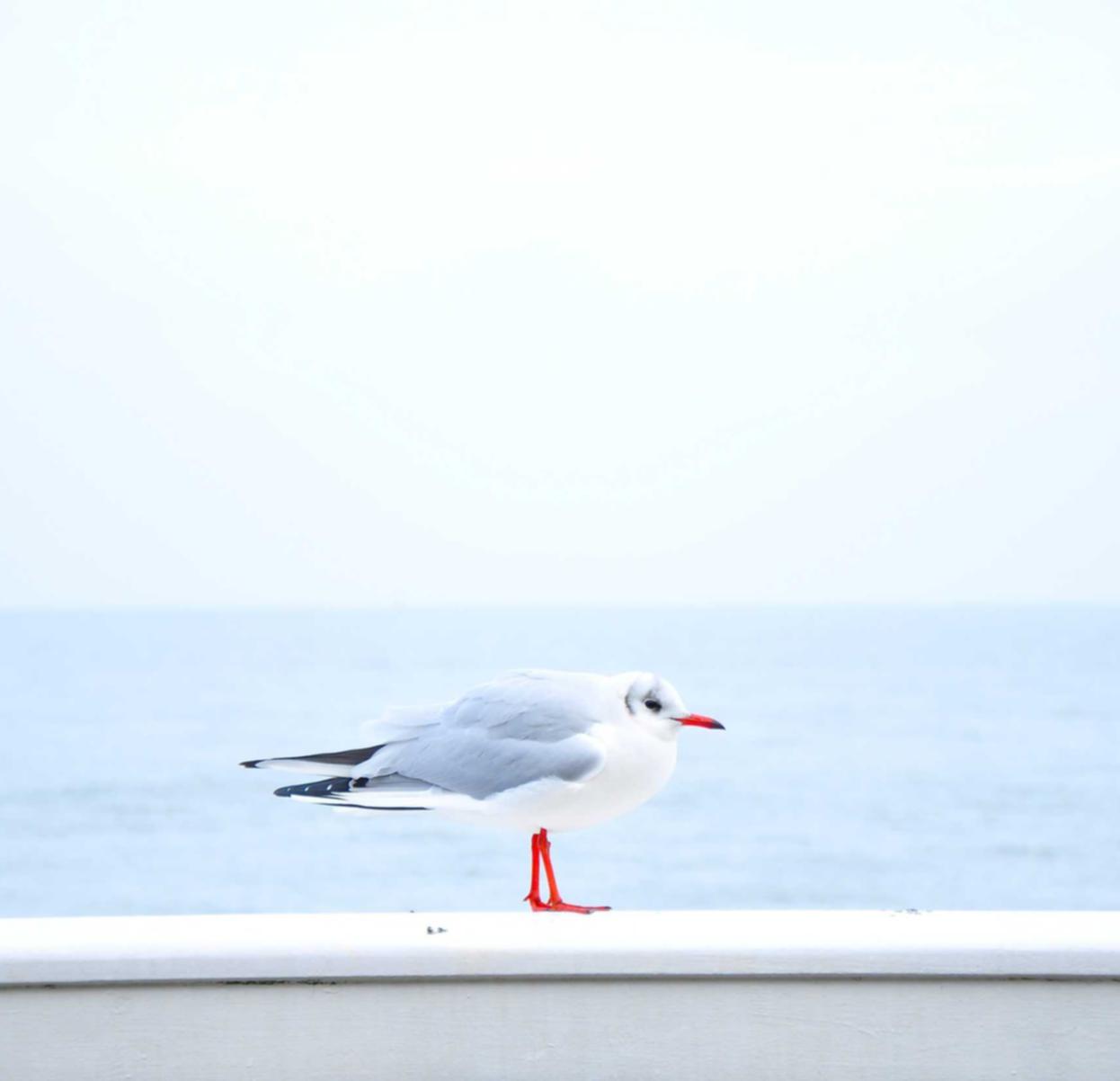 生死狙击辅助- 鸠江区代理注册
